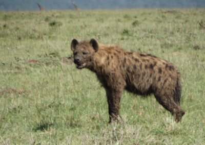 Masai Mara Lenko Tours & Safaris