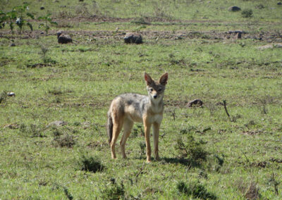 Masai Mara Lenko Tours & Safaris