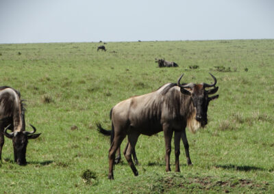 Masai Mara Lenko Tours & Safaris