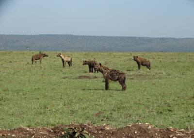 Masai Mara Lenko Tours & Safaris