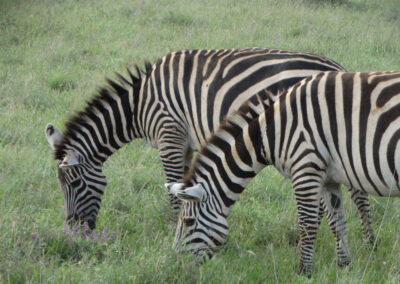 Nairobi national park Lenko Tours & Safaris