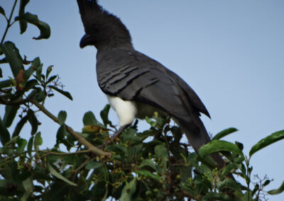 Nairobi national park Lenko Tours & Safaris