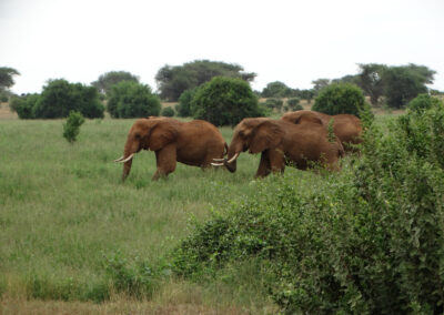 Tsavo park Lenko Tours & Safaris