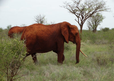 Tsavo park Lenko Tours & Safaris