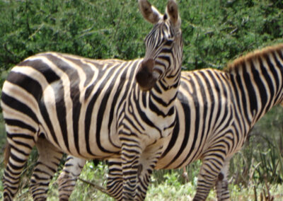 Tsavo park Lenko Tours & Safaris