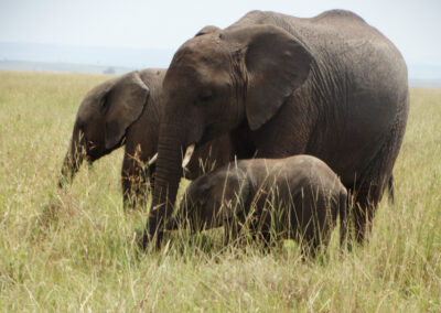 Tsavo park Lenko Tours & Safaris