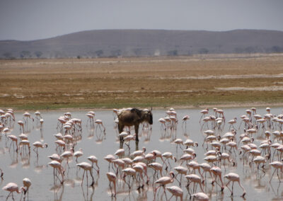 Amboselipark tour Lenko Tours & Safaris