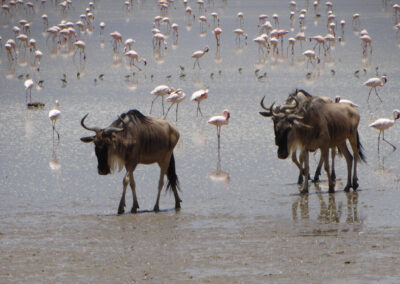 Amboselipark tour Lenko Tours & Safaris