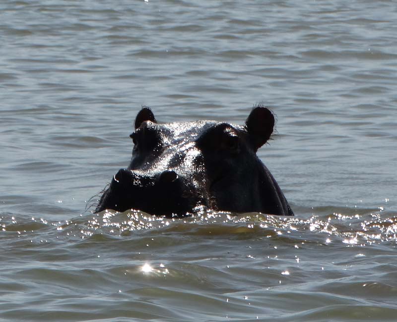 Lake Naivasha