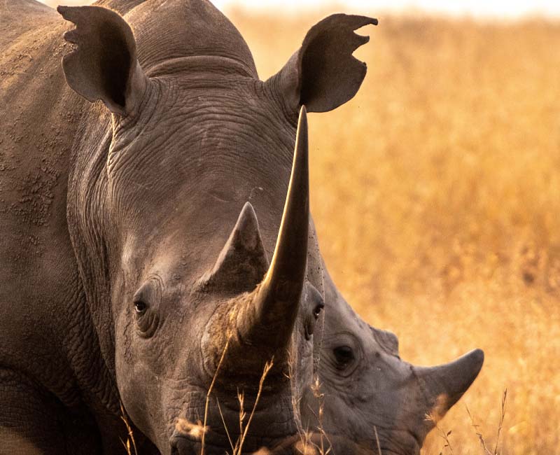 Nairobi National park